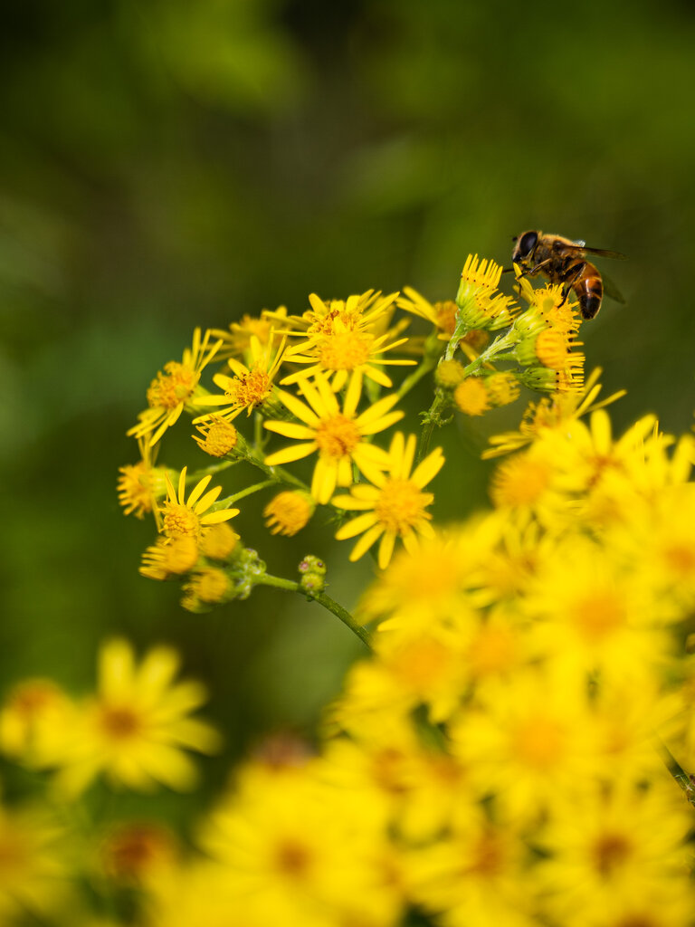 Eine Biene auf einer Blumenwiese