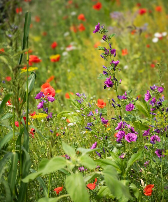 Bunte Blumenwiese